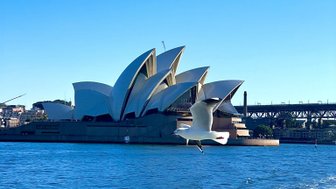 Eine weisse Möwe fliegt über das Wasser, während das berühmte Opernhaus von Sydney im Hintergrund sichtbar ist.