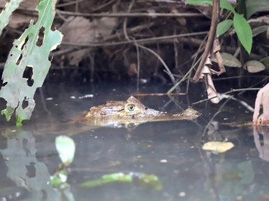 Krokodil lauert mit den Augen knapp über der Wasseroberfläche – Costa Rica Familienreise