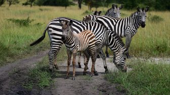 Eine Gruppe von Zebras steht auf einem schmalen Pfad, während das Fohlen neugierig in die Kamera schaut.