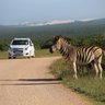 Ein Zebra steht am Wegesrand im Addo-Nationalpark während ein Auto vorbeifährt – Südafrika Reise mit Kindern