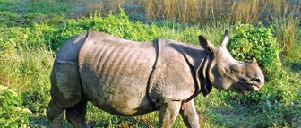 Ein Nashorn steht majestätisch in einem grünen, bewachsenen Gebiet neben einem ruhigen Gewässer.