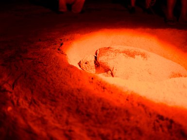 Meeresschildkröte beim Nestbau im Ras Al Jinz Turtle Reserve – Oman Reise mit Kindern