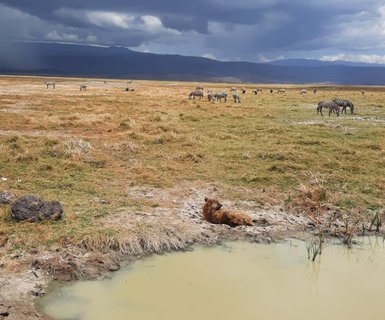 Zebras an einem Wasserloch im Ngorongoro-Krater – Tansania Familienreise