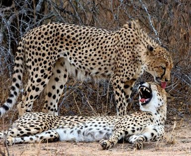Zwei Leoparden ruhen nebeneinander im Makutsi – Südafrika Reise mit Kindern