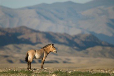 Ein wildes Pferd steht majestätisch in der weiten Landschaft des Hustai-Nationalparks, umgeben von sanften Hügeln.