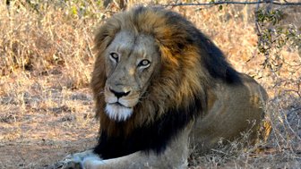 Löwe liegt entspannt im Schatten in der afrikanischen Savanne – Südafrika Familienreise