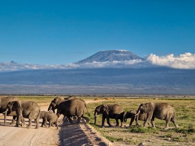 Eine Gruppe von Elefanten überquert eine Straße, während der majestätische Kilimandscharo im Hintergrund sichtbar ist.