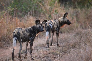 Zwei Afrikanische Wildhunde stehen aufmerksam in der Savanne – Südafrika Familienreise