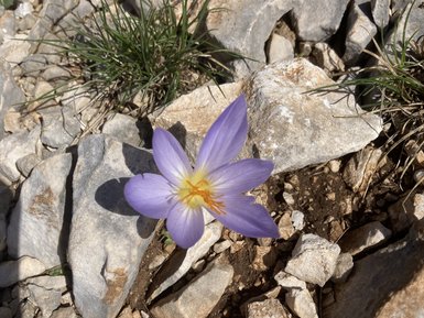 Eine zarte lila Blume blüht zwischen grauen Steinen und grünem Gras im Llogara Nationalpark.