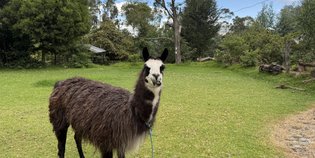 Ein Lama steht auf einer grünen Wiese, umgeben von Bäumen und einem klaren Himmel mit einigen Wolken.