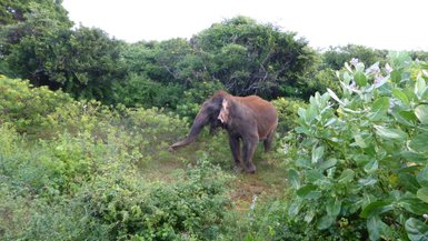 Elefant auf weiter, grüner Ebene während einer Safari – Sri Lanka Reise mit Kindern