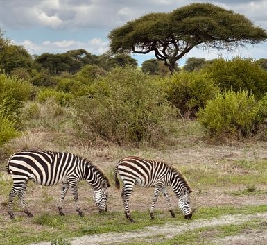 Zwei Zebras fressen im Tarangire-Nationalpark – Tansania Familienreise