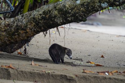 Nasenbär erkundet den Strand im Corcovado-Nationalpark – Costa Rica Reise mit Kindern