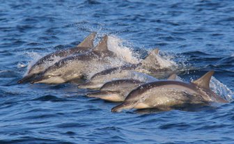 Mehrere Delfine gleiten elegant durch das klare Meer – Sri Lanka mit Kindern