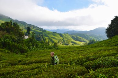 Kind erkundet neugierig die gepflegten Wege zwischen den Teebüschen der Cameron Highlands – Malaysia & Borneo Reise mit Kindern