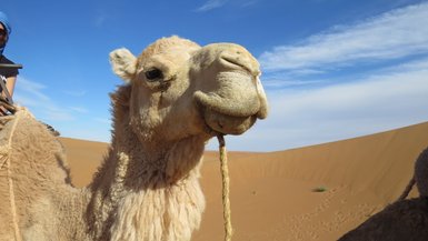 Kamel in Nahaufnahme vor der Kulisse der Sanddünen der Sahara – Familienreise nach Marokko