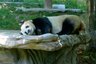 Panda schläft auf Plattform - China Family & Teens - China mit Kindern und Jugendlichen