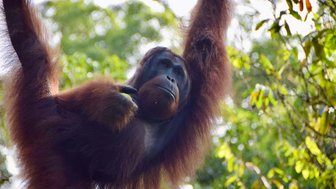 Ein Orang-Utan hält im Semenggoh Wildlife Center Futter in der Hand – Malaysia & Borneo Reise mit Kindern