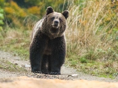 Ein Braunbär steht auf einem Waldweg, umgeben von buntem Laub und hohen Gräsern, während er neugierig in die Kamera blickt.