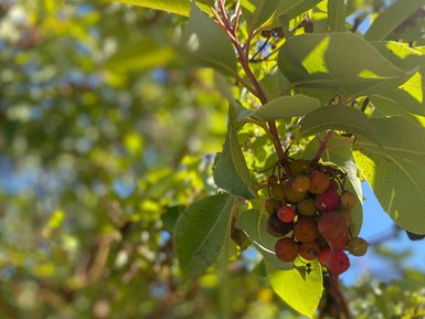 Ast mit Frucht Trekkingpfad in Ajloun - Jordanien Urlaub mit Kindern