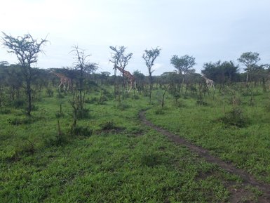 Drei Giraffen stehen in einer grünen Landschaft mit vereinzelten Bäumen und einem schmalen Pfad im Vordergrund.