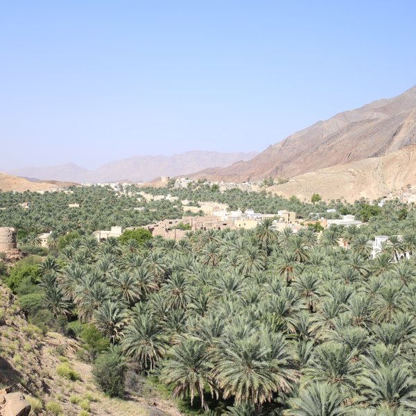 Blick vom Hadschar-Gebirge auf ein Palmental mit dichtem Grün – Oman Familienreise
