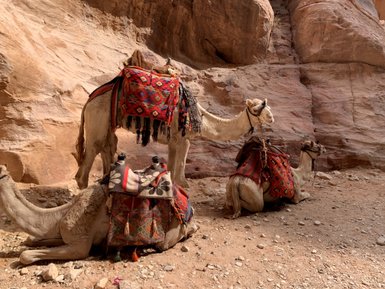 Schlucht von Petra mit Kamelen - Jordanien Urlaub mit Kindern