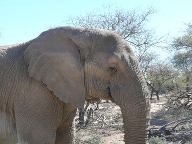 Nahaufnahme eines Elefanten bei einer Safari – Garden Route Reise mit Kindern