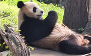 Panda liegt auf seinem Rücken - China mit Jugendlichen