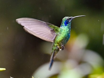 Ein schillernder Kolibri schwebt über bunten Blättern, sein glitzerndes Gefieder strahlt in verschiedenen Grüntönen.