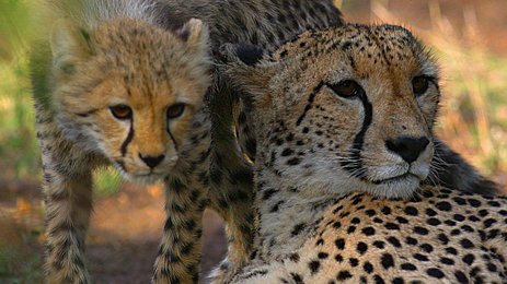 Ein Gepard und sein Junges ruhen in der warmen Sonne, umgeben von sanften, grünen Grasflächen im Nationalpark.
