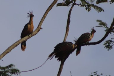 Drei auffällige Vögel mit buntem Gefieder sitzen auf einem Ast, umgeben von einem sanften Himmel im Amazonasgebiet.