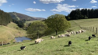Hunde mit Schafherde in Natur - Schottland mit Kindern