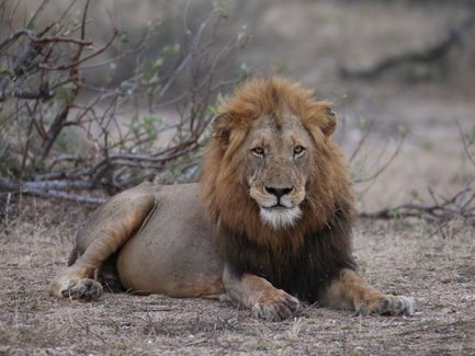 Ein Löwe sitzt in der trockenen Savanne des Kruger Nationalparks – Südafrika Reise mit Kindern