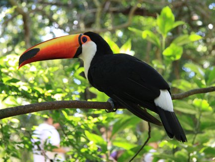 Ein Toucan sitzt auf einem Ast, umgeben von dichtem, grünem Laub, während unscharfe Menschen im Hintergrund sichtbar sind.