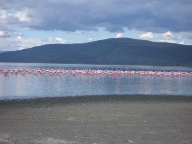 Eine große Gruppe von Flamingos steht im flachen Wasser, umgeben von sanften Hügeln und einem bewölkten Himmel.