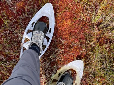 Zwei Füße in Schneeschuhen stehen auf einem bunten, moosbedeckten Boden mit grünen Gräsern und roten Pflanzen.
