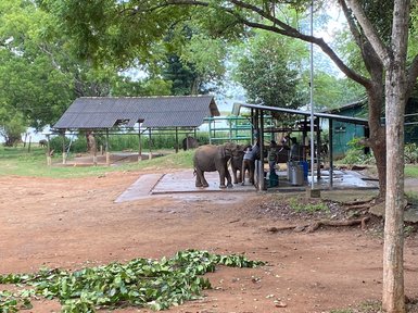 Elefantenwaisen im Schutzgebiet Elephant Transit Home im Udawalawe Nationalpark – Sri Lanka Reise mit Kindern