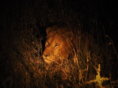 Löwe wird bei einer spannenden Nachtsafari entdeckt – Tansania mit Kindern