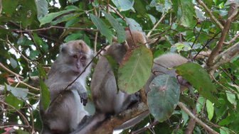 Zwei Affen sitzen in den grünen Baumkronen des Dschungels – Malaysia & Borneo Familienreise