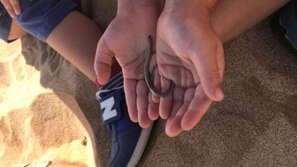 Ein Mensch hält eine kleine Schlange in der Hand - Namibia mit Jugendlichen