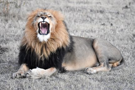 Mächtiger Löwe lässt ein markantes Brüllen in der weiten Savanne Südafrikas hören – Südafrika mit Kindern