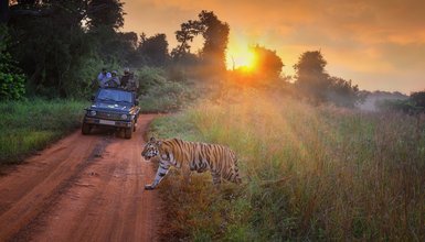 Ein majestätischer Tiger schreitet entlang einer roten Piste, während ein Jeep mit aufgeregten Fahrgästen vorbei fährt.