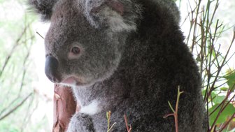 Ein neugieriger Koala sitzt an einem Baum und beobachtet seine Umgebung mit großen, lebhaften Augen.
