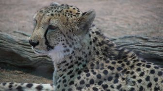 Ein Gepard liegt entspannt im Schatten - Namibia Rundreise mit Kindern