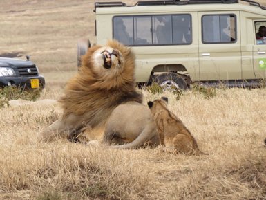 Safari-Teilnehmende beobachten Löwen aus nächster Nähe – Tansania Reise mit Kindern