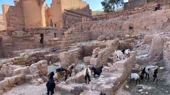 In einer alten Ruine grasen mehrere Ziegen zwischen den Steinen, während die Sonne auf die zerfallenen Mauern scheint.