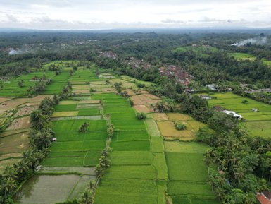 Luftaufnahme der Teeplantagen rund um Ubud – Bali mit Kindern