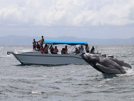 Ein Buckelwal springt aus dem Wasser neben einem Boot, auf dem viele Menschen mit Schwimmwesten stehen und zuschauen.