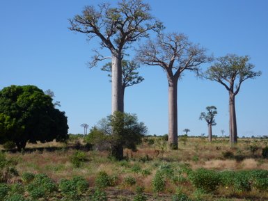 Drei majestätische Baobab-Bäume ragen in den klaren Himmel, umgeben von einer weiten, grünen Landschaft.